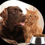 Best pet shop in South delhi - Royalpetsfood