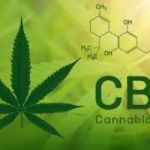 https://sites.google.com/view/well-being-cbd/