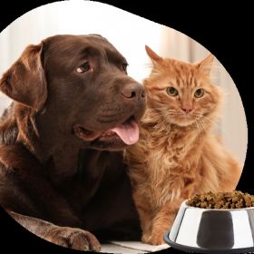 Best pet shop in South delhi - Royalpetsfood