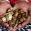 [+277’6441’0726]. Namibia & Swaziland ^ SANGOMA / TRADITIONAL HEALER  in  Zimbabwe, Lesotho, Welkom, Ficksburg,  Zeerust,  Johannesburg,  